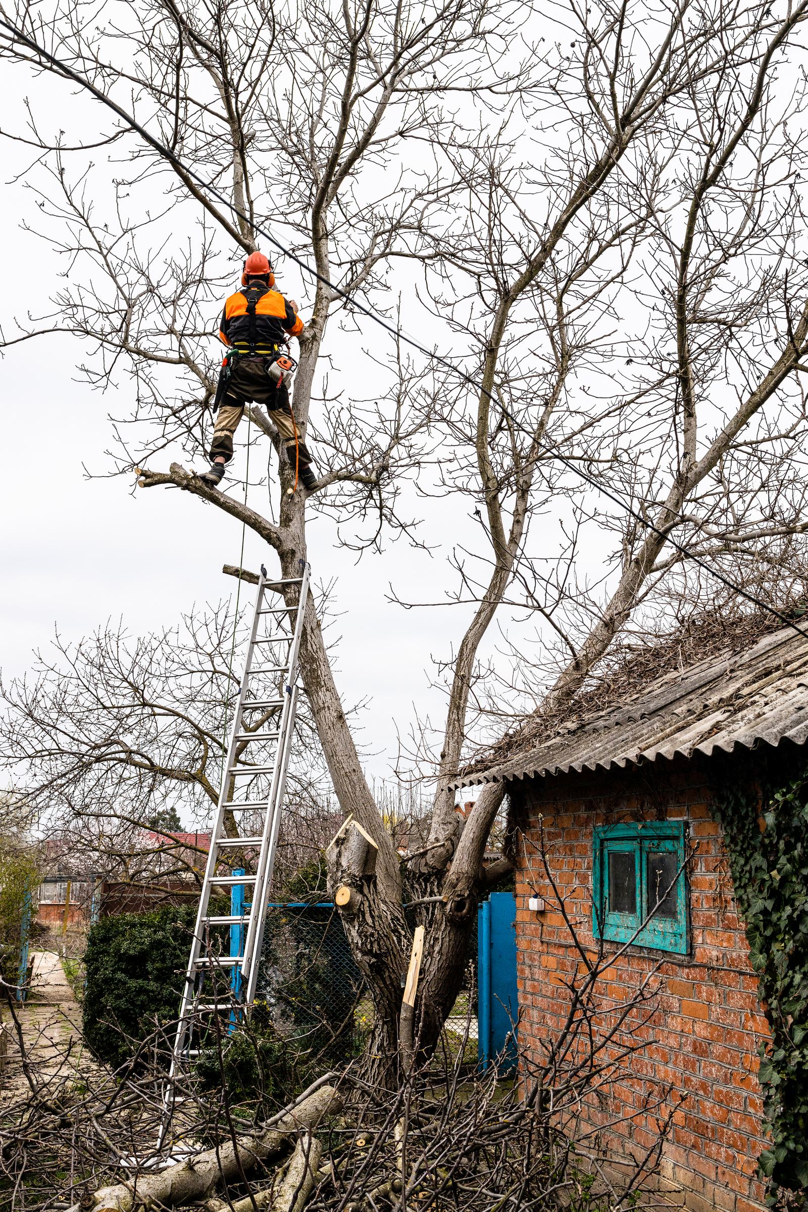 Tree Cabling & Bracing in progress