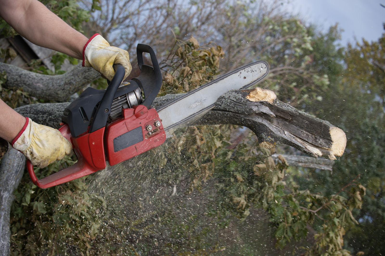 Firewood & Wood Chips in progress