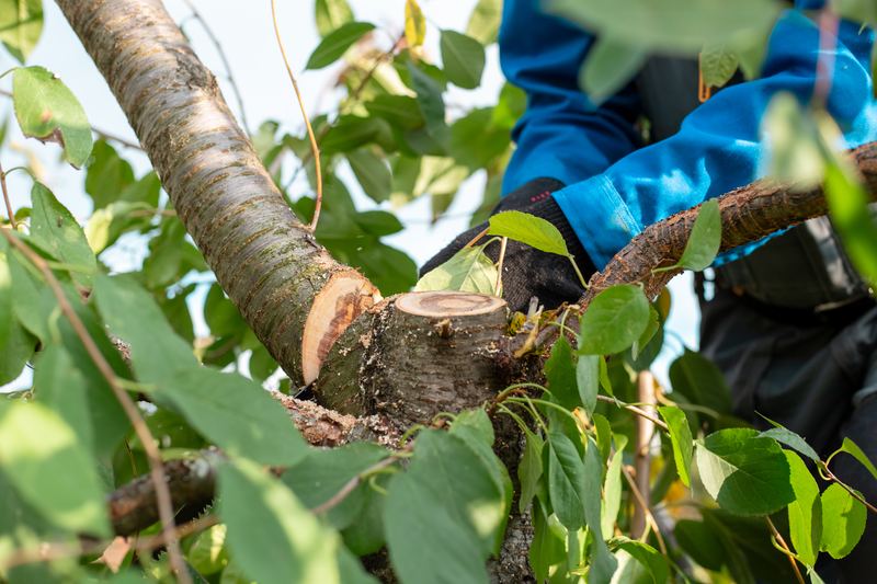 Tree Health & Disease Treatment