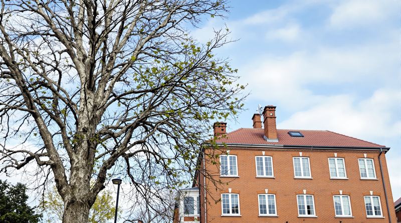 Arborist Consultation