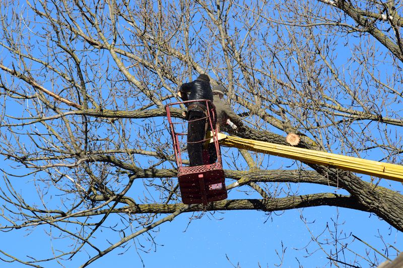 Tree Trimming