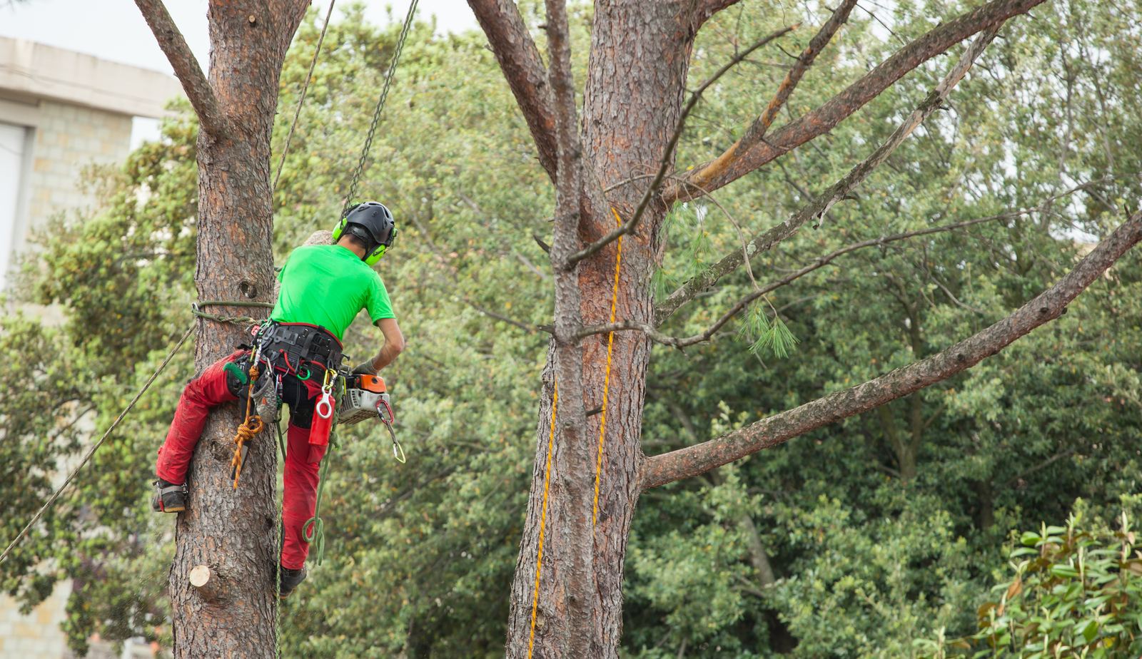 Tree Pruning in progress