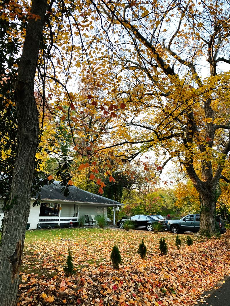 Emergency Tree Removal