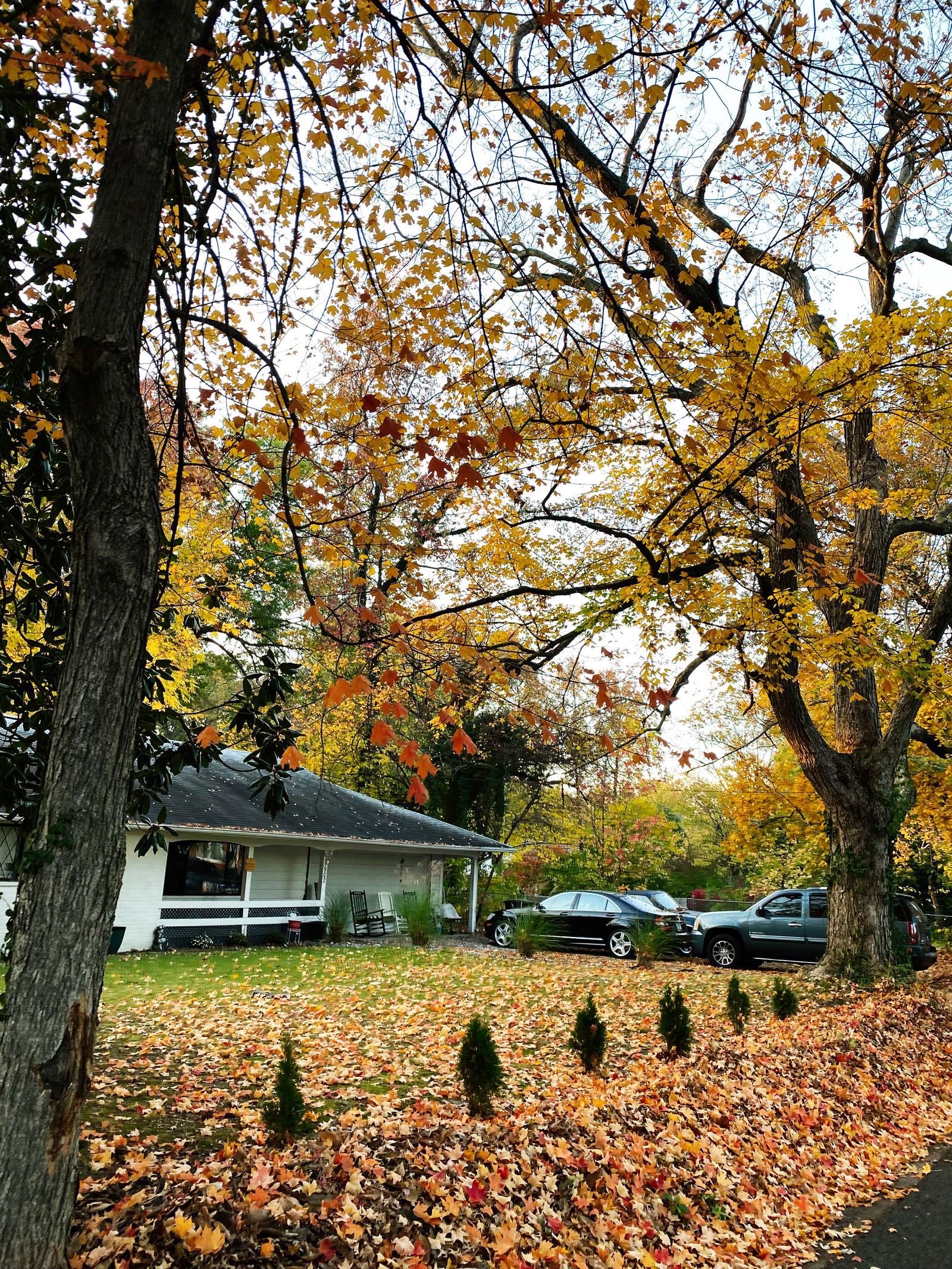Emergency Tree Removal in progress
