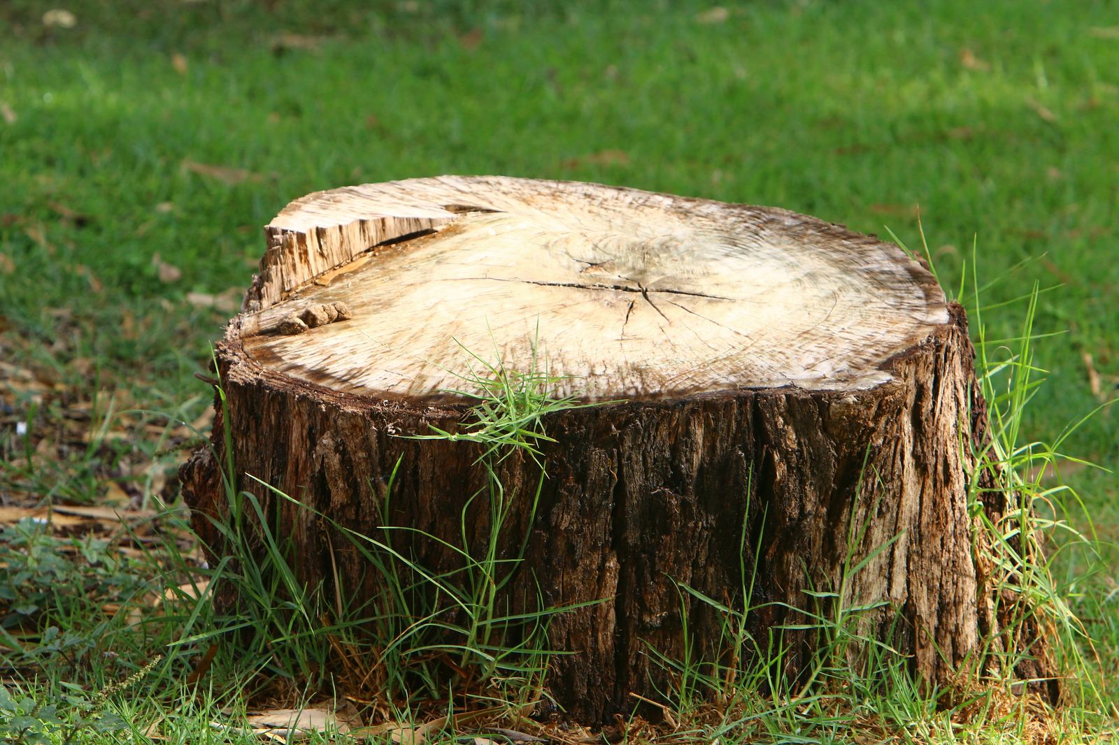 Stump Removal in progress
